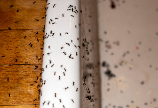Best Local Pest Control Services  in St Clair Shores, MI